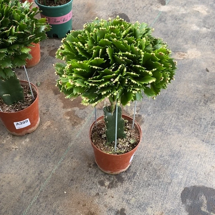 当前无花栽培后可以开花419嫁接白色