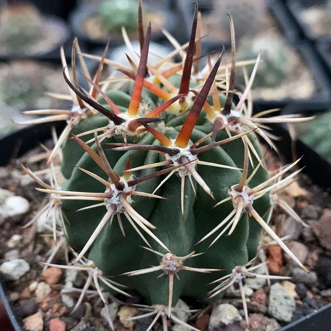 用***9实生  狂风丸4.5公分左右一物一拍