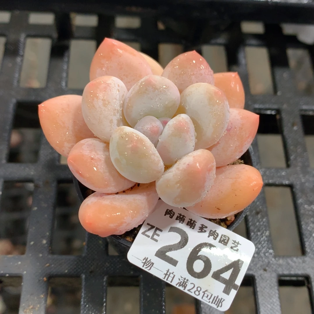 肉萌萌拇指盆精控多肉ZE264