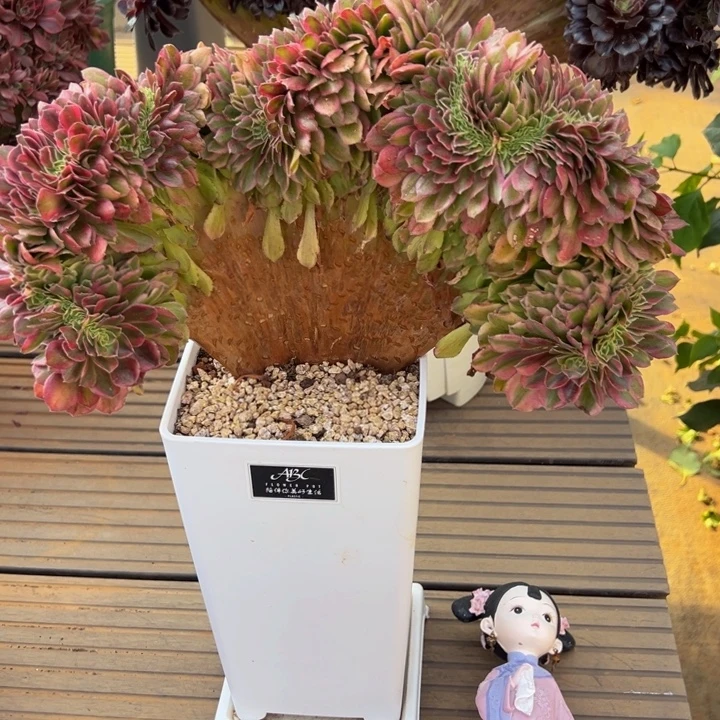 轮回整板缀化木质化