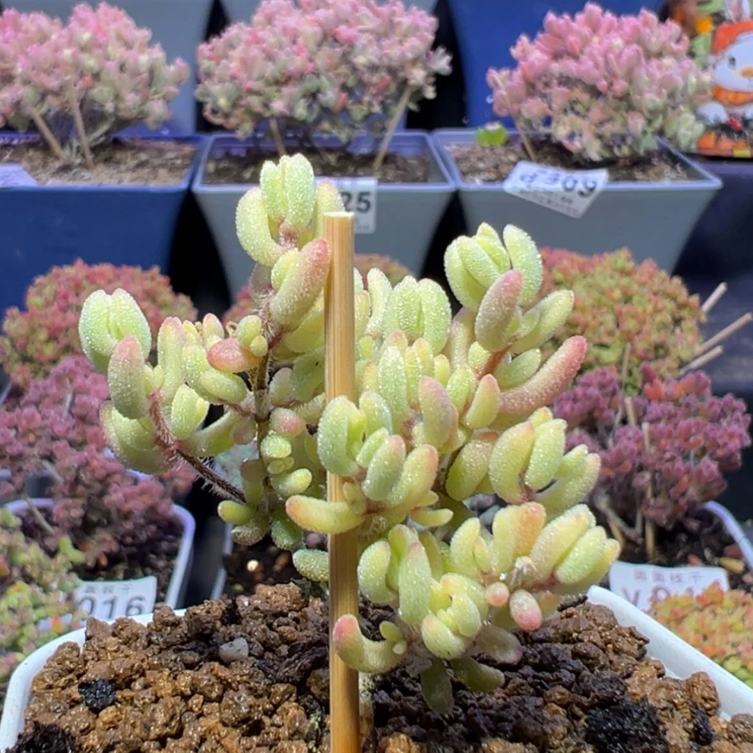 【闪购商品】d265红宝石锦枝干番杏