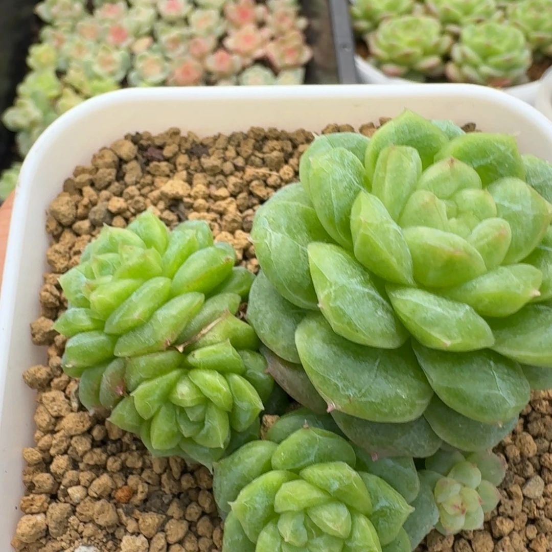 一物一拍一物一拍1109-566