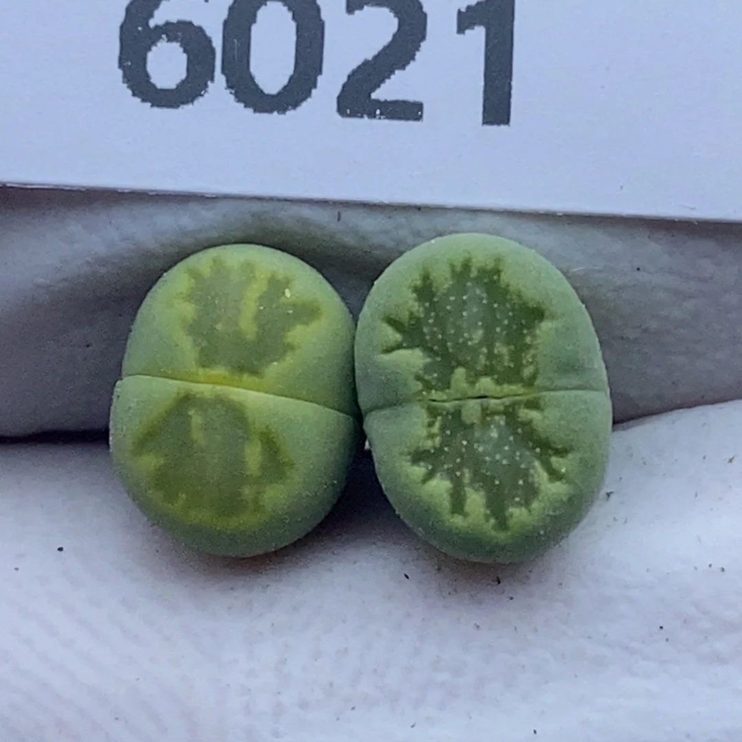 6021。绿菊。。。。。。