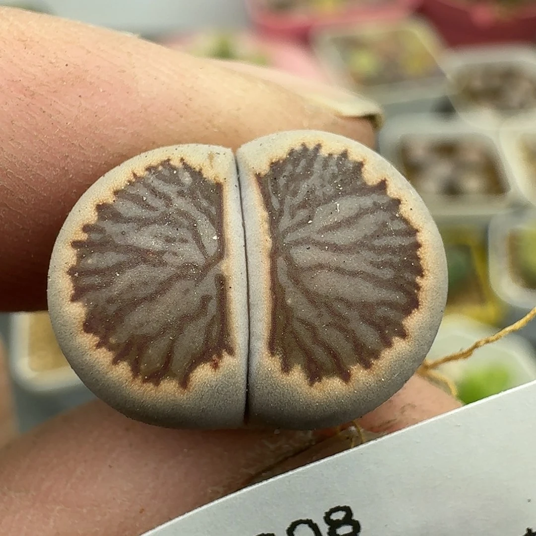 那***月308多肉哈哈哈哈哈哈