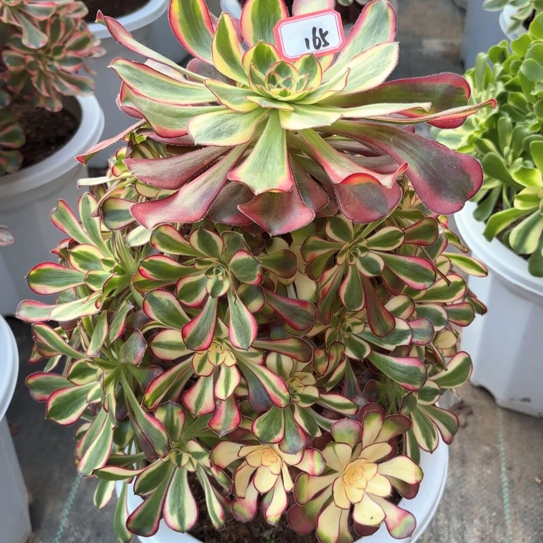 全部花朵用****月165冰淇淋多肉植物