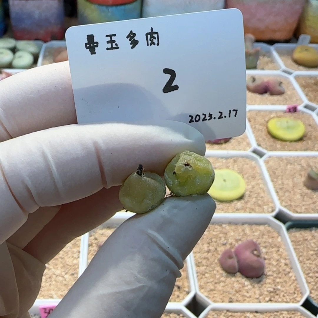 多肉多肉多肉2.17-002