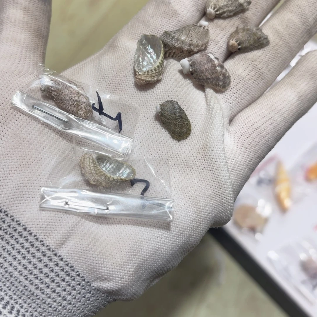 西***子天然海螺标本福利