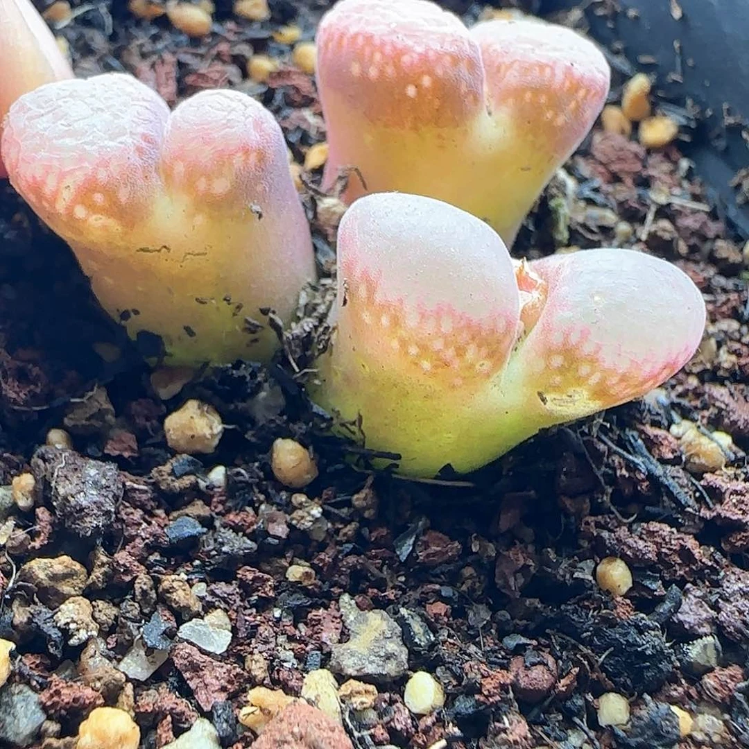 面****~年后脱土发货24836