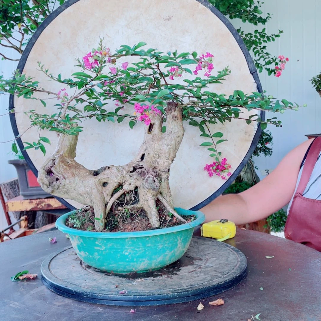 无花朵喜阳喜水紫薇紫薇紫薇