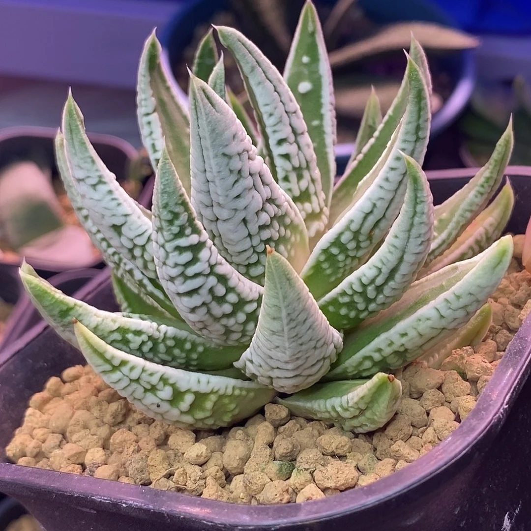 不带盆脱土裸根发货