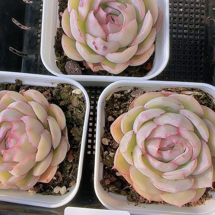 花时光精品多肉27