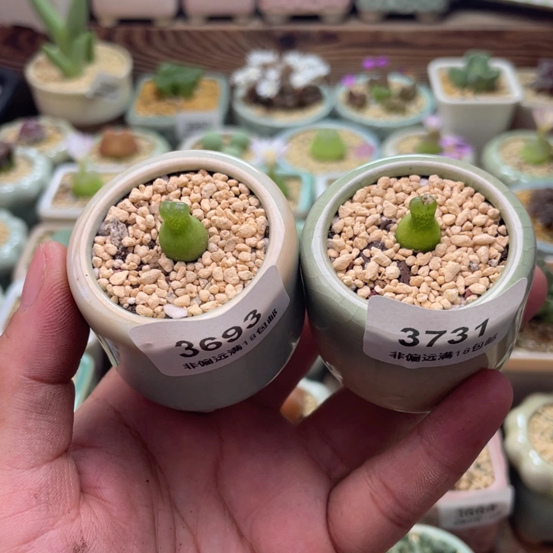 菠***蜜无花朵3693-3731-一物一拍 带盆