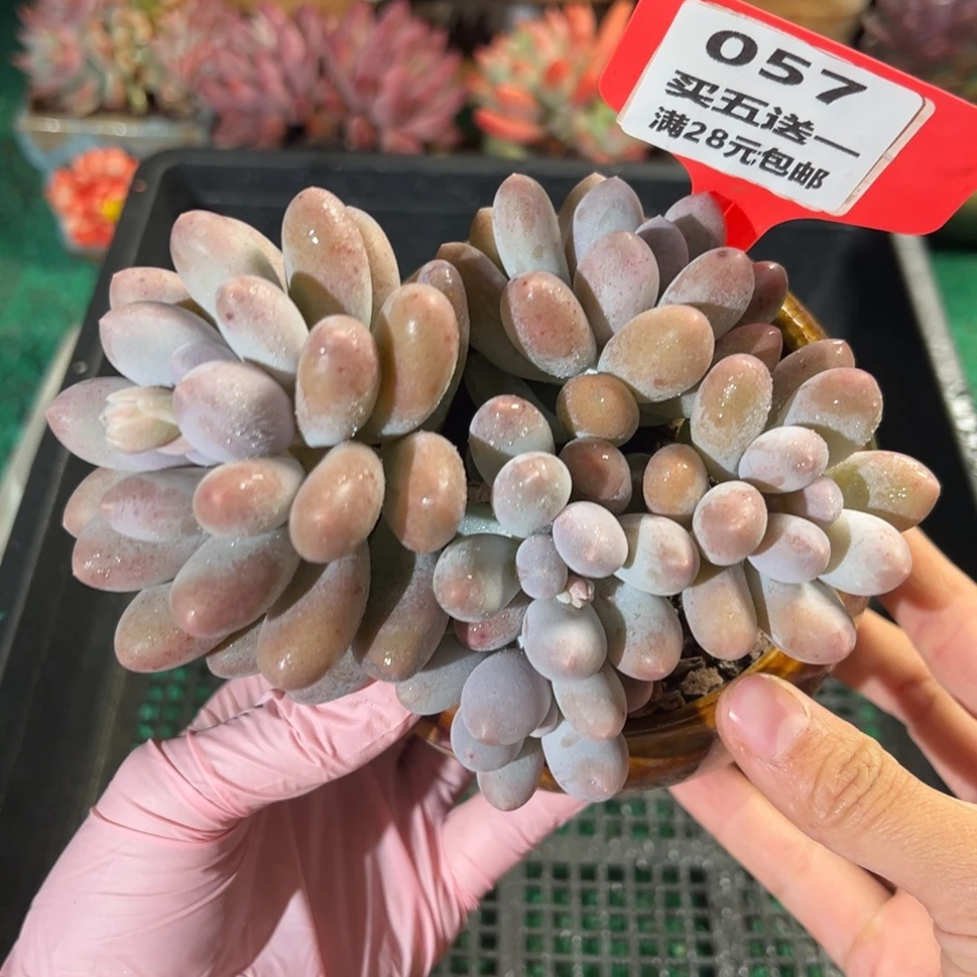 表妹精品多肉植物057.