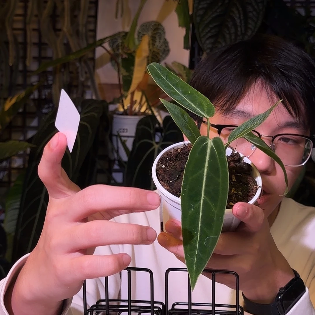 完全开放N142火鹤后