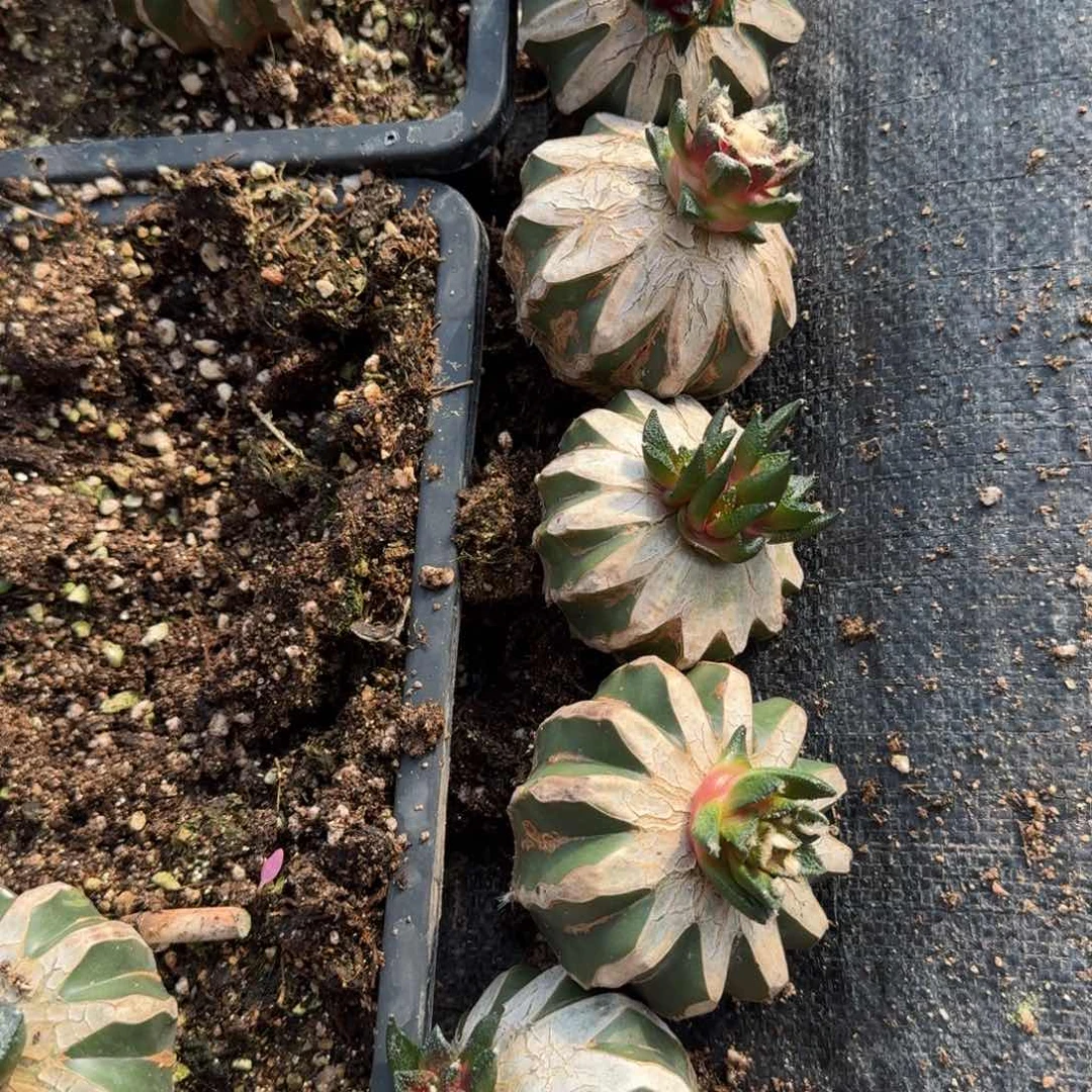 【闪购商品】旋****✨五颗博士