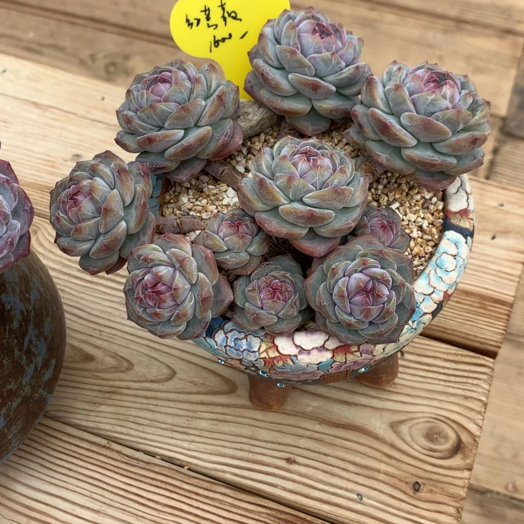 红***薇红蔷薇突尼斯发货多肉（用券1500）