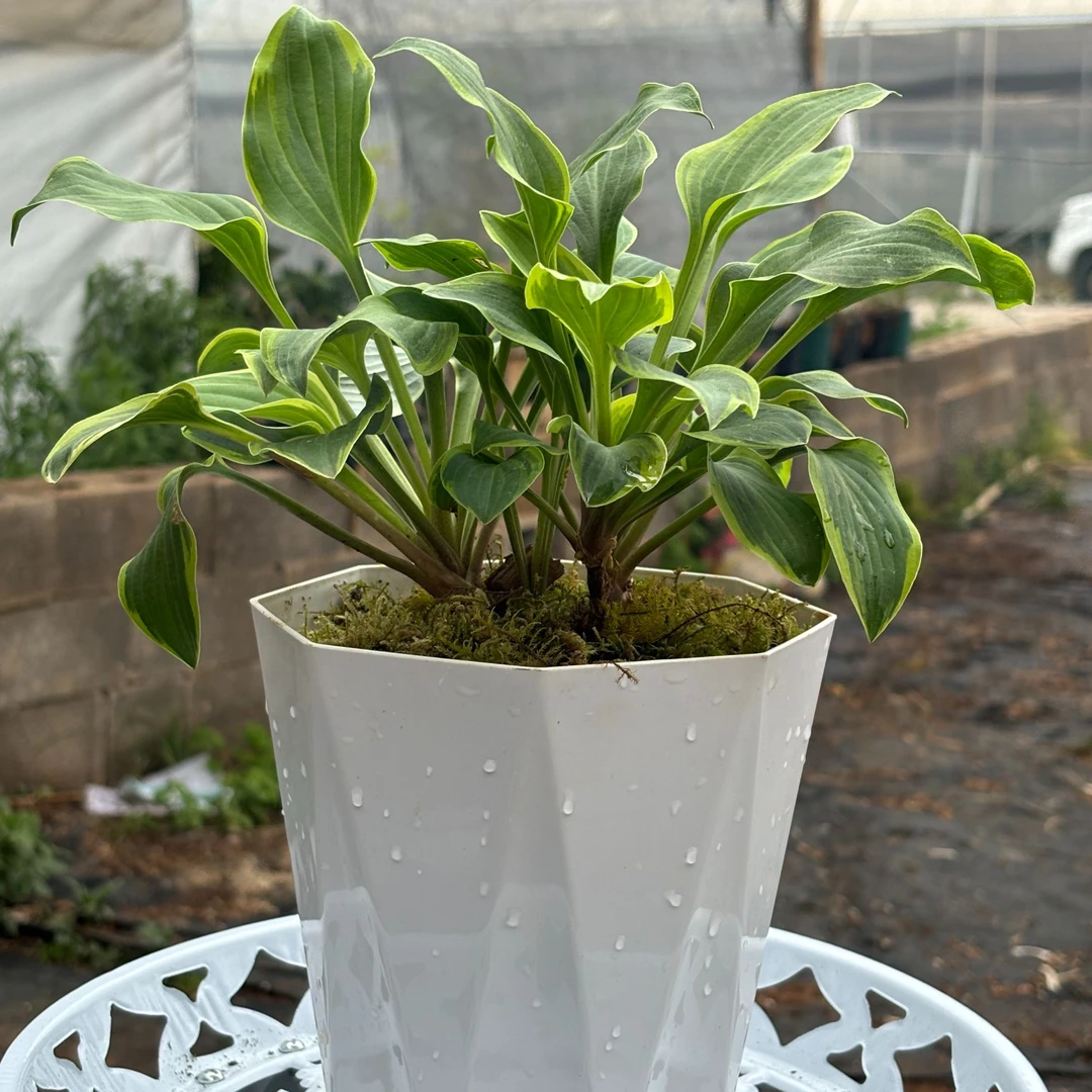 【玉簪花】耐阴耐寒适合室内外庭院绿化好养植物