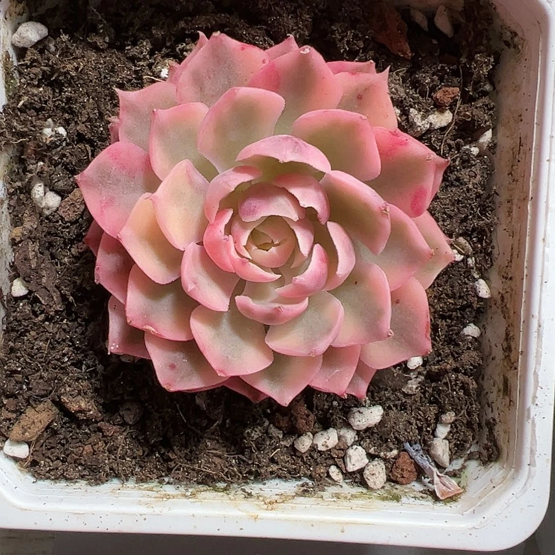 满38包邮沙漠玫瑰锦