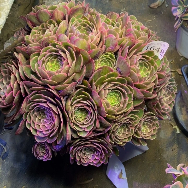 夜宴多肉断头不包1648