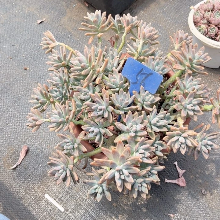 晨语多肉一物一拍56