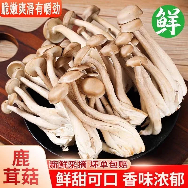新鲜鹿茸菇四川新鲜现采鹿耳菇非干货非野生食用菌2斤包邮