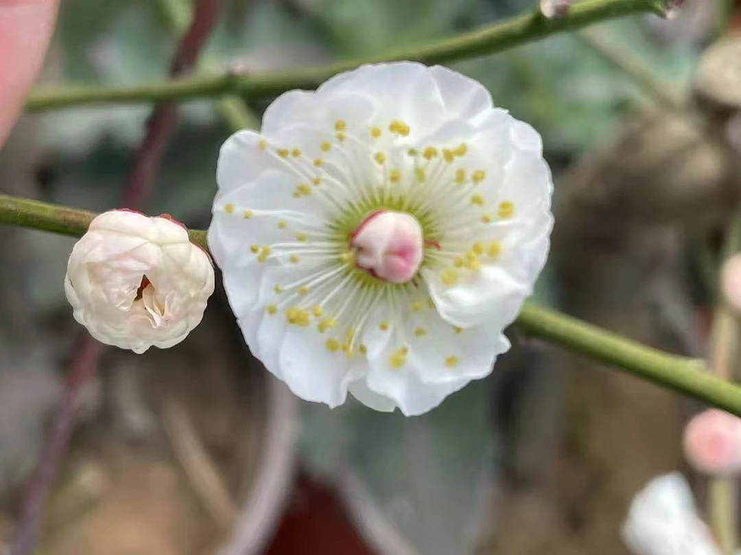 玉蝶台阁梅花稀有品种梅花冬季盆栽梅接梅