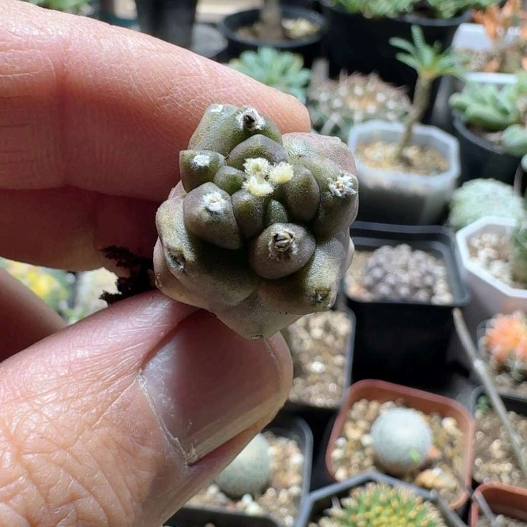 946翠晃石脱土发货