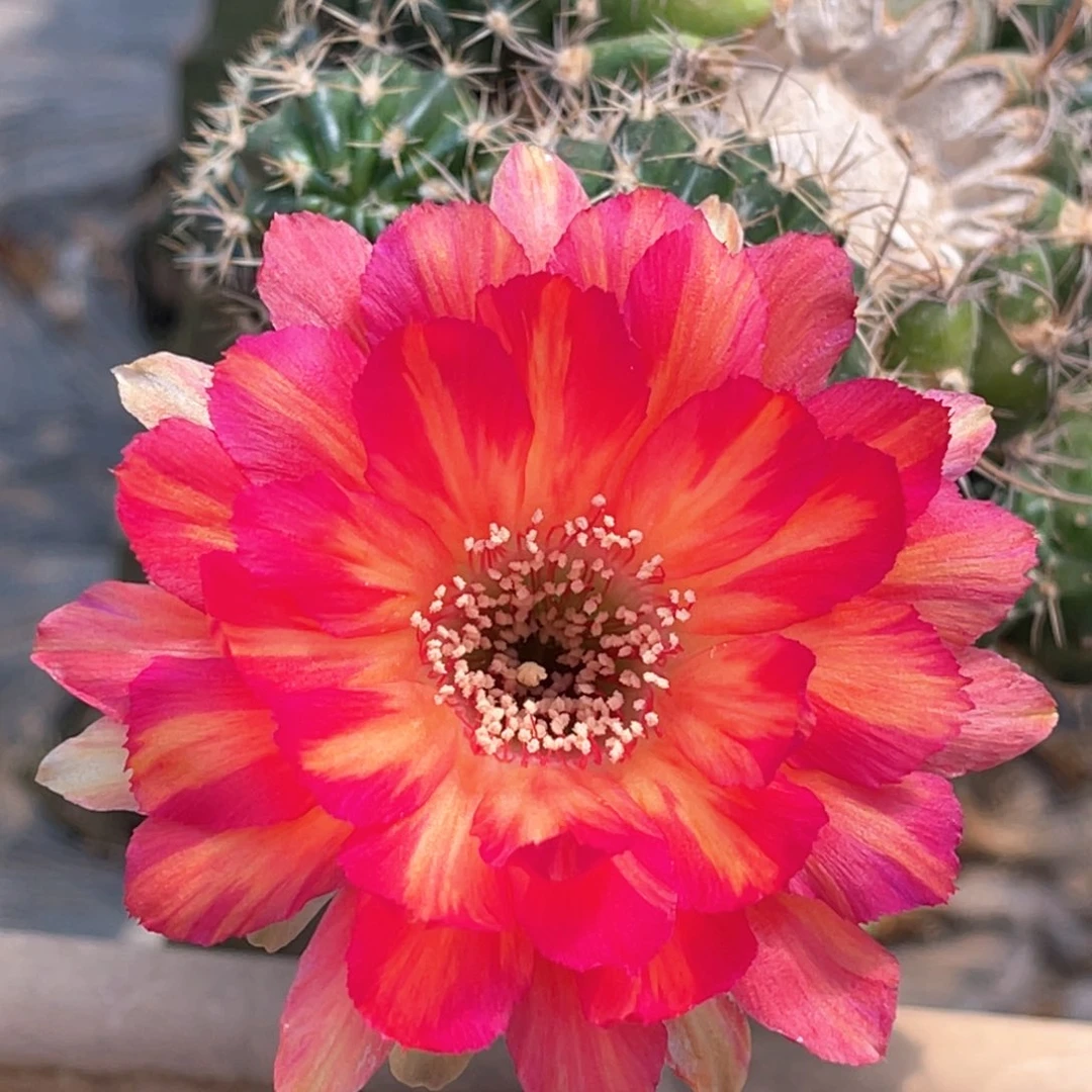 丽 心心相印侧芽 歪 满20包邮3–4