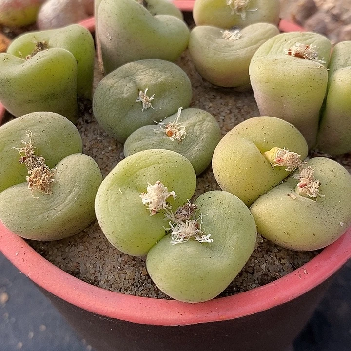 大双头母本孔卡佛1颗。