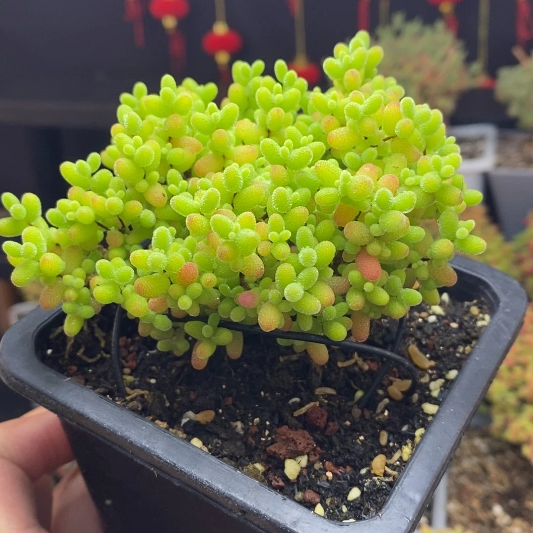 258号蜜橘糖球枝干多肉