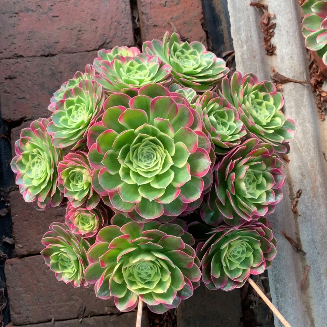 水中月，多肉植物的