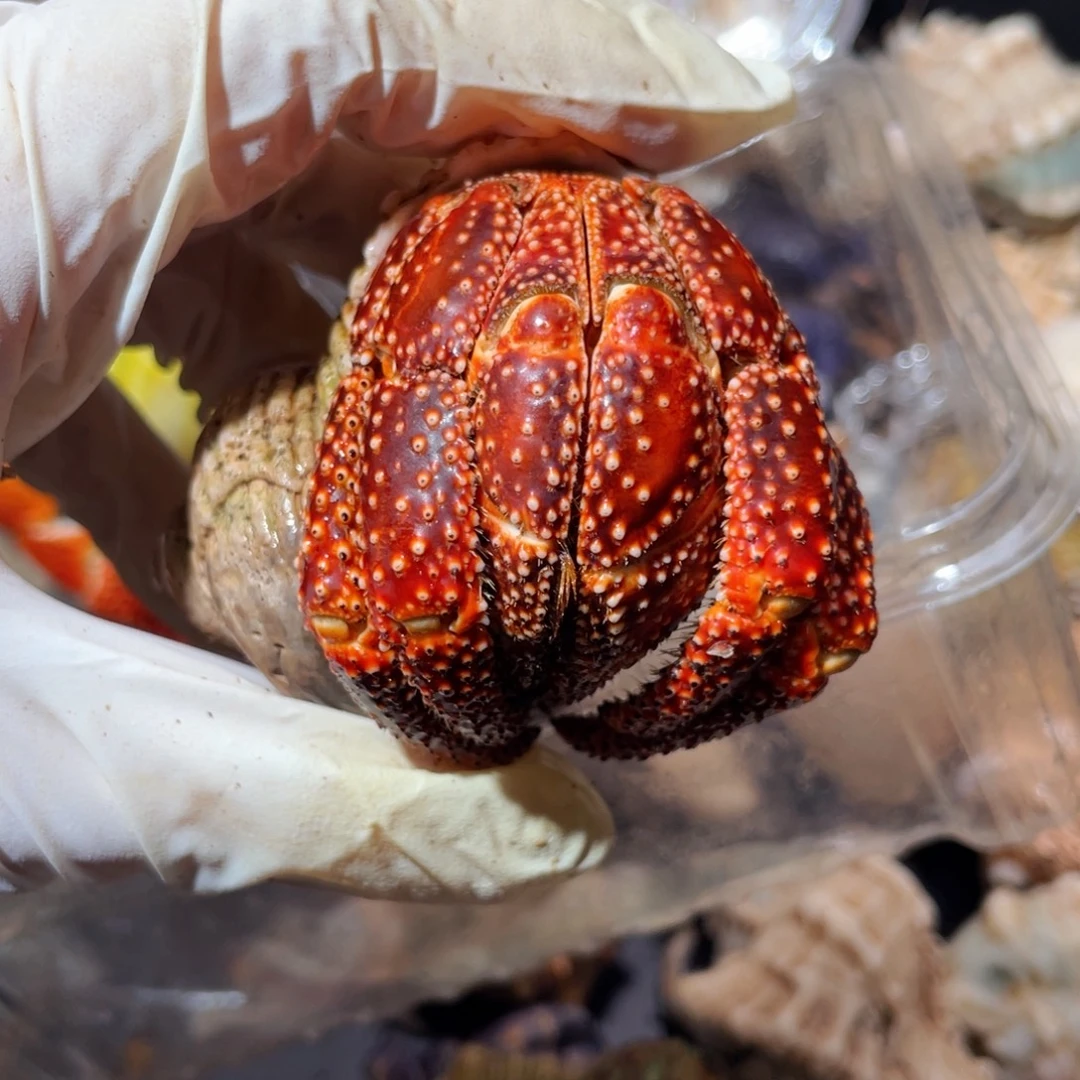 蜗居异宠寄居蟹，0275斐济