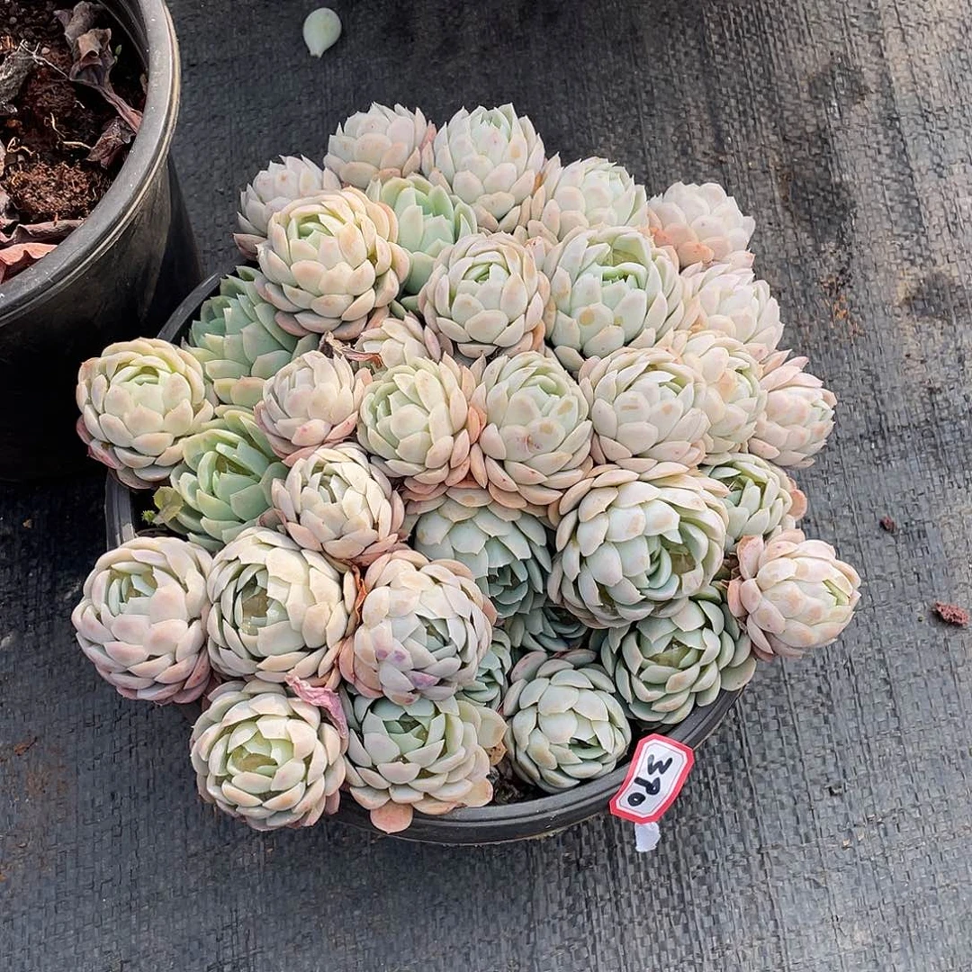 390冰梅 一物一拍多肉