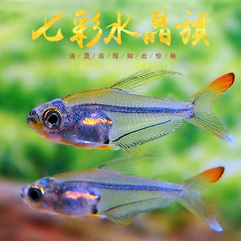 七彩水晶旗南美热带稀有迷你小型灯鱼水晶灯鱼草缸群游热带鱼活体