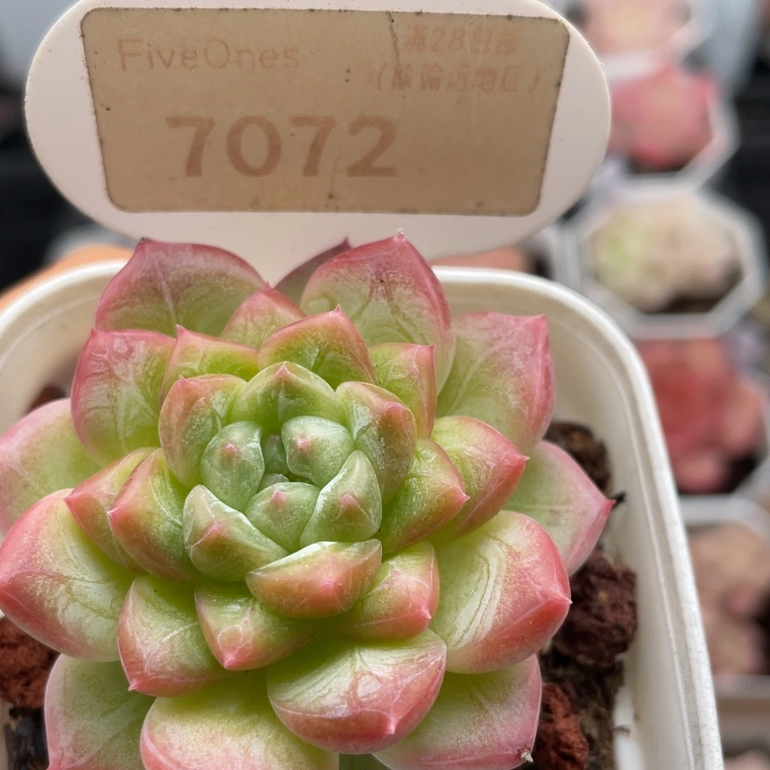 编号系列7072-5.0厘米