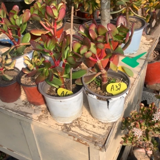 老*机A59A60紫叶脱土发货