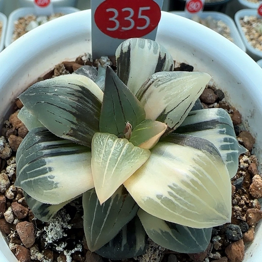 335号红纹寿锦一物一拍带盆