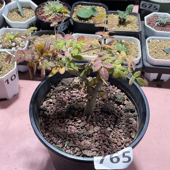 765滔天没药橄榄，