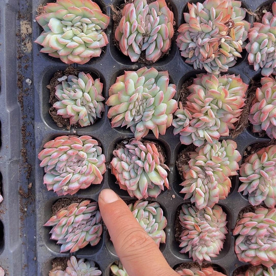 莎莎女王缀一刻量拍