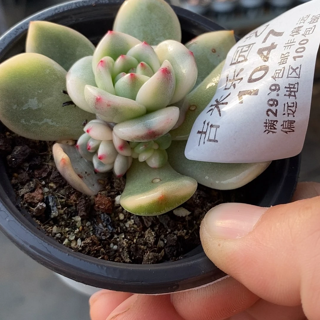 1047梦露锦多肉植物哇啦塞哇啦塞