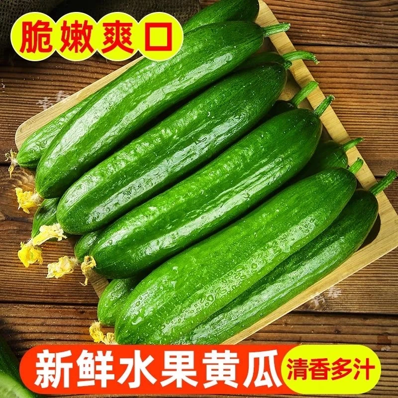 水果黄瓜新鲜采摘无刺小黄瓜山东寿光蔬菜现摘现发包邮