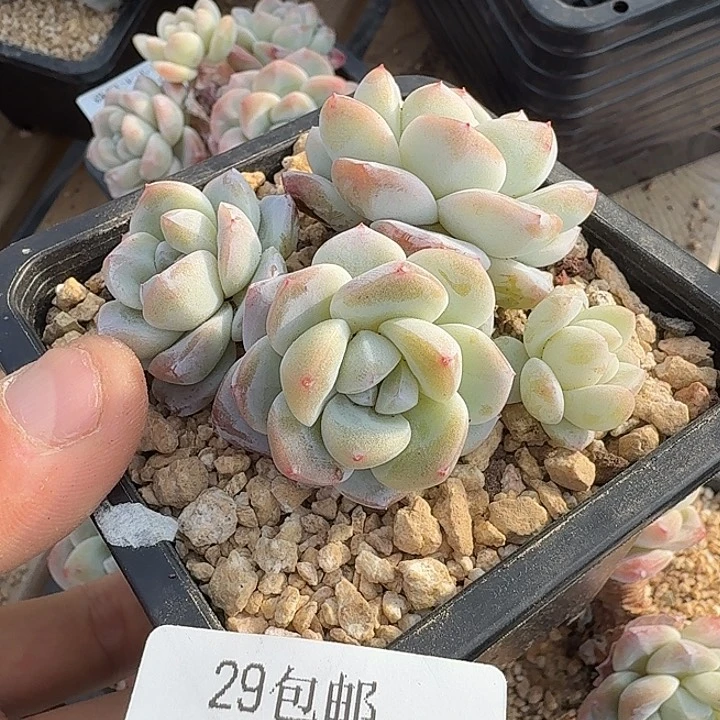 0122-22 精控冰玉