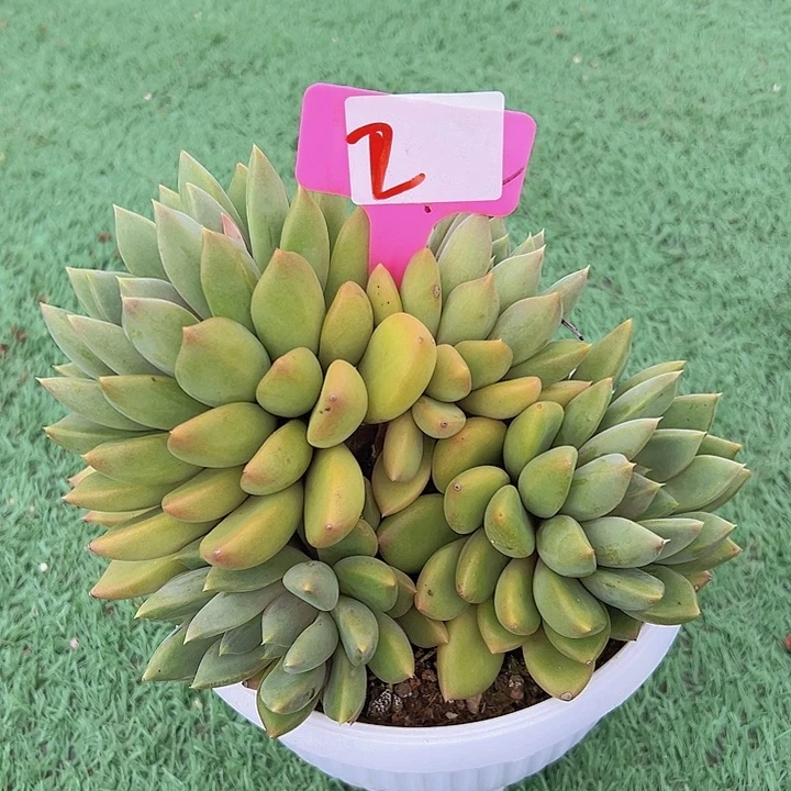 2红象红带盆一个多肉