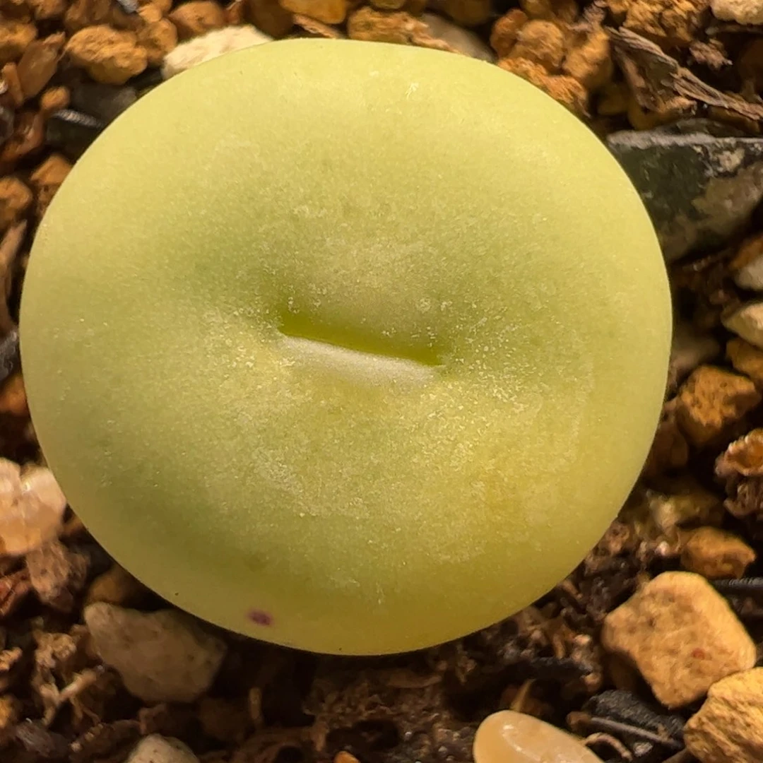 108屁嘴多肉植物