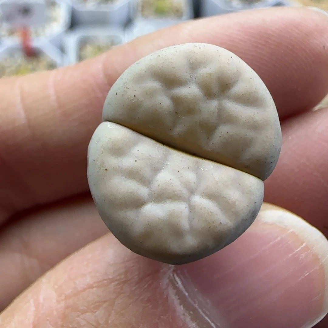 130 清框福利30包邮