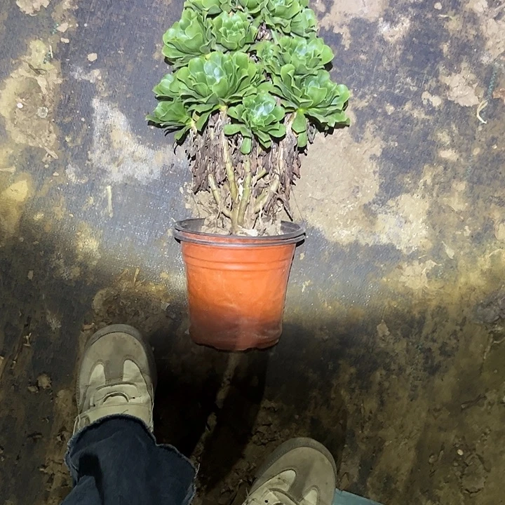 不包侧枝一物一拍57