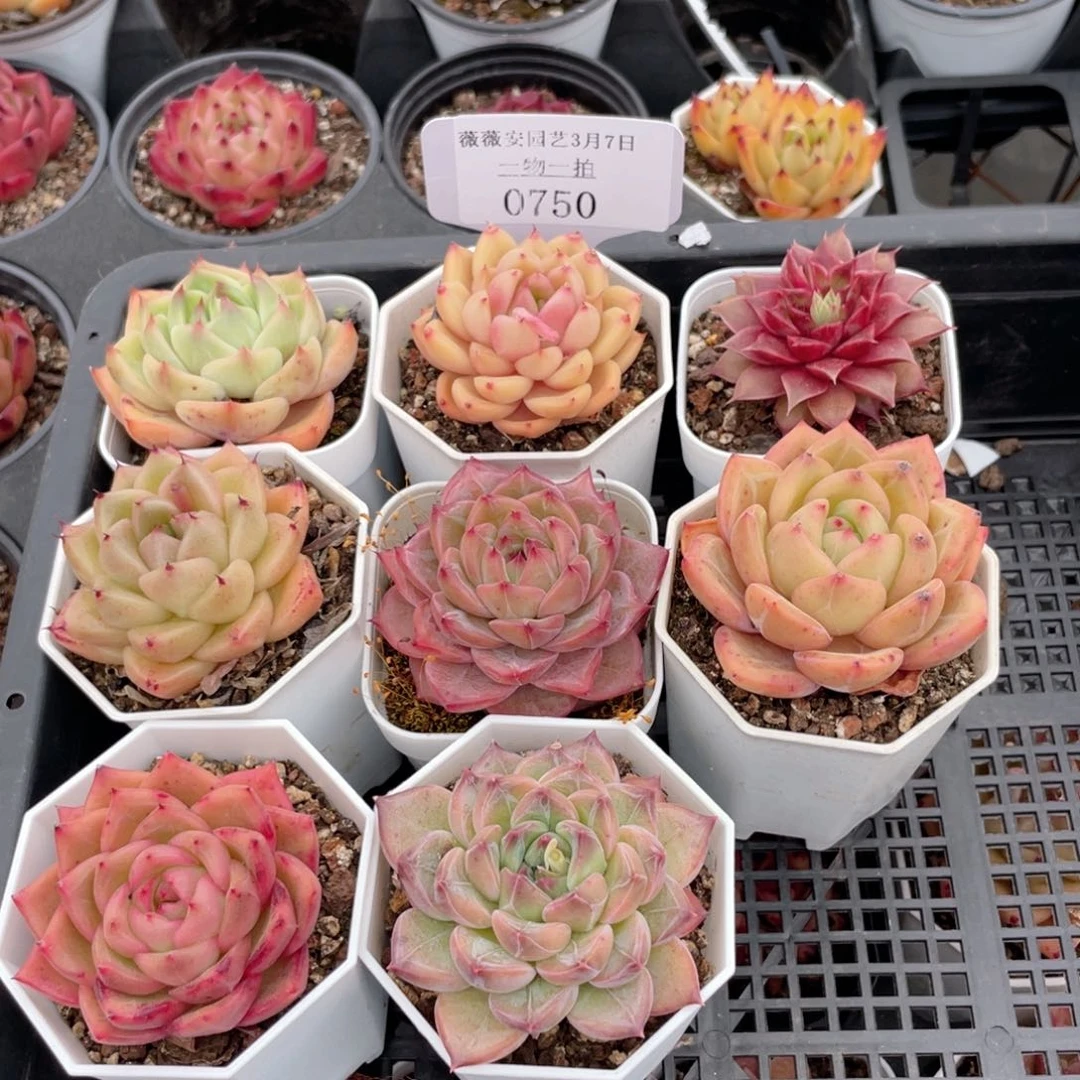 薇薇安园艺多肉0750