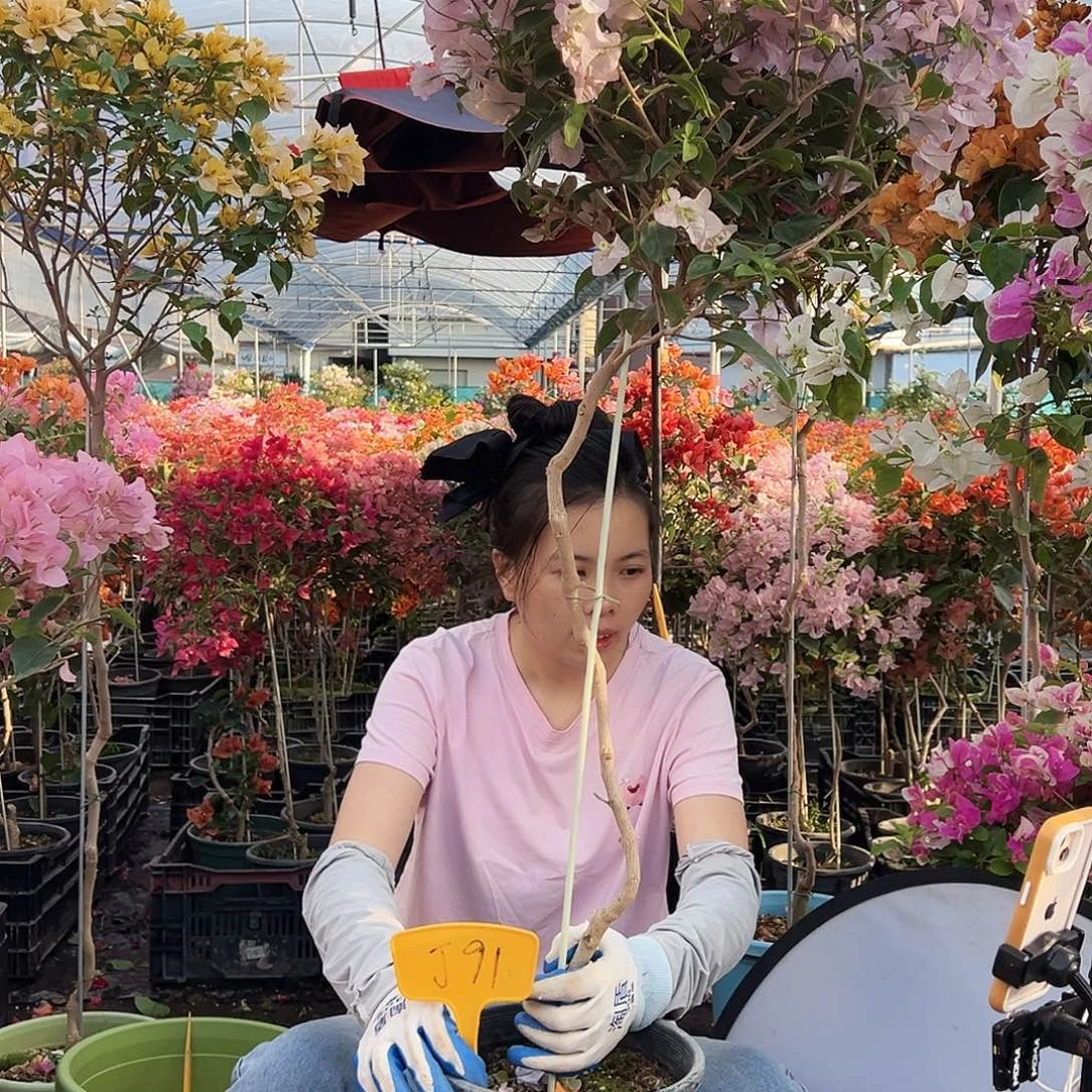 阳***光大部分花苞少量开放J91苹果花