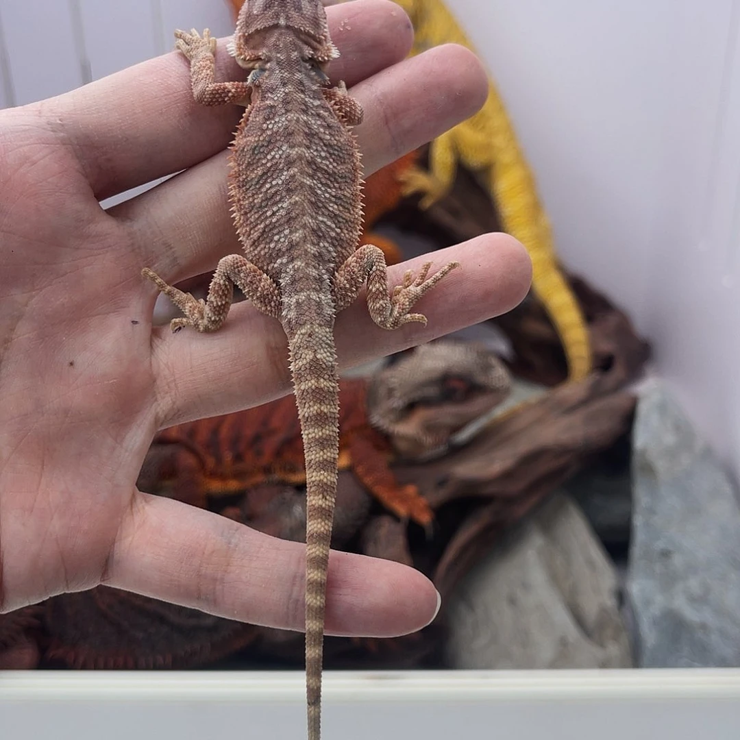 鬃狮蜥鬃狮蜥0026