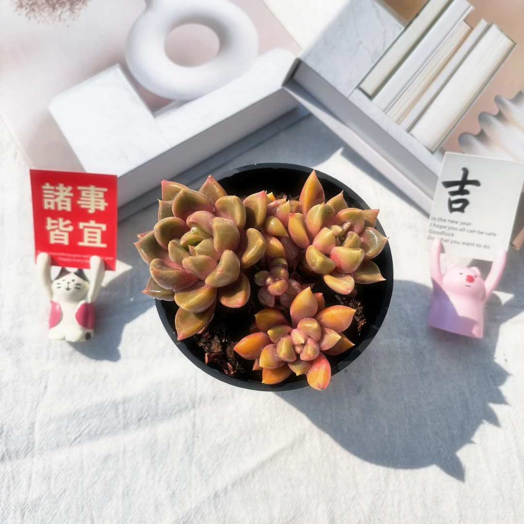 象牙 （带盆土）呆呆多肉 新手好养 1单包邮